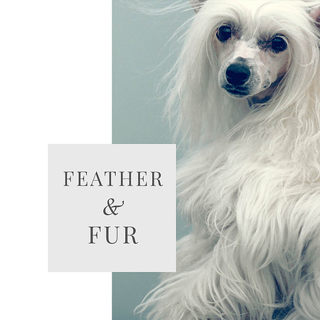 WebsiteFeatherFur