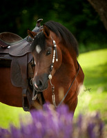 Armstrong Arabians: Digital Files Ready for Download