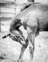Rattner - Filly