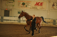 205. HA/AA Gelding – AT
