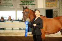211. Arabian Geldings – ATH