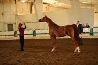 212. ARABIAN GELDINGS CHAMPIONSHIP