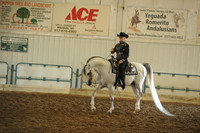 10.  Arabian Western Pleasure – Ladies to Ride
