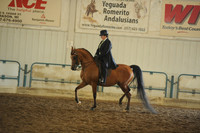 15. Arabian Country Pleasure Select Rider ATR