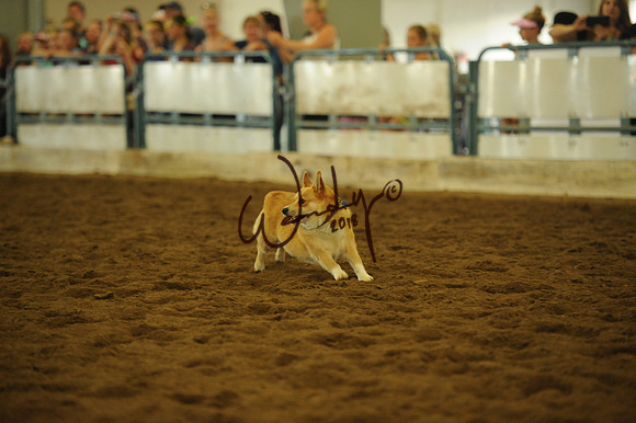 DOG_7955