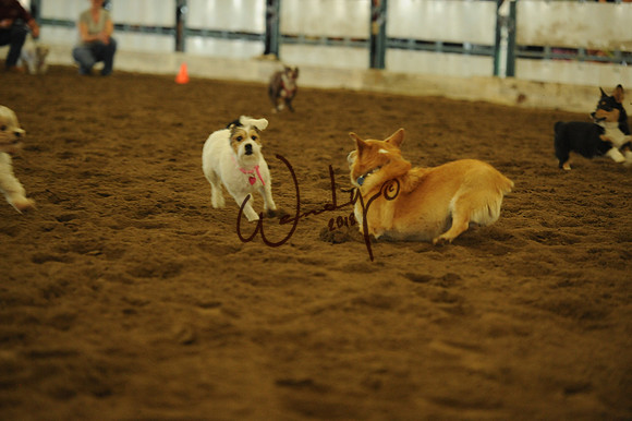 DOG_7956