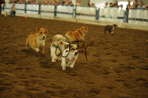 DOG_7957