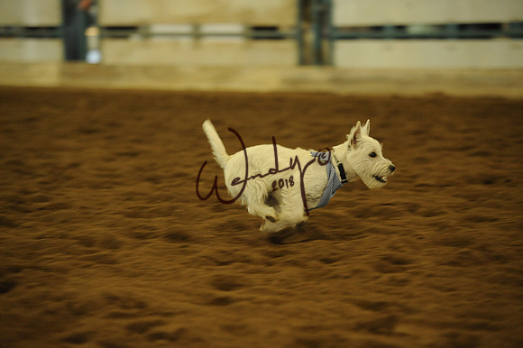 DOG_7958