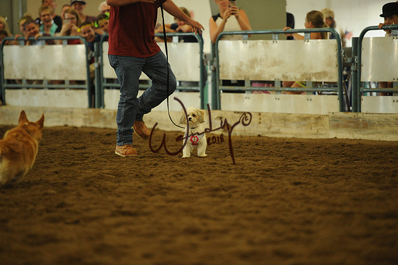 DOG_7959