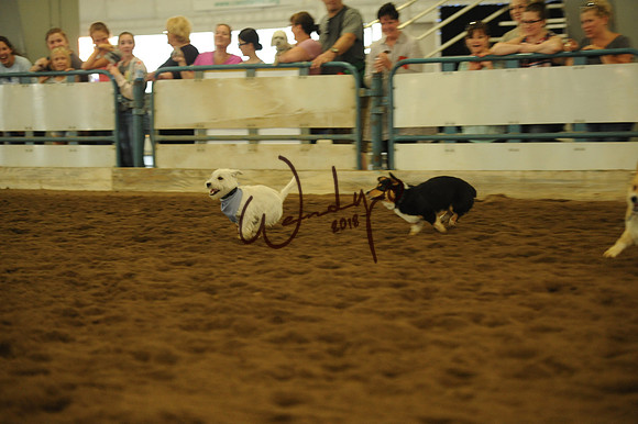 DOG_7963