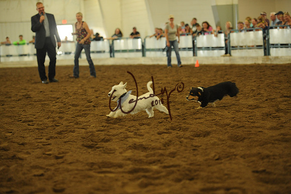 DOG_7965
