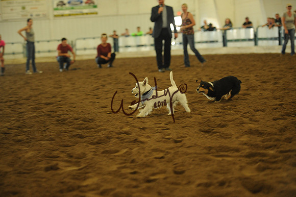 DOG_7966