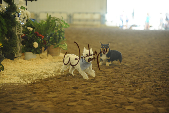 DOG_7967