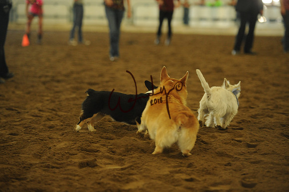 DOG_7968