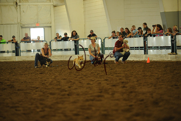 DOG_7969