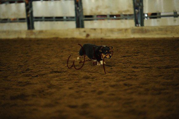 DOG_7973