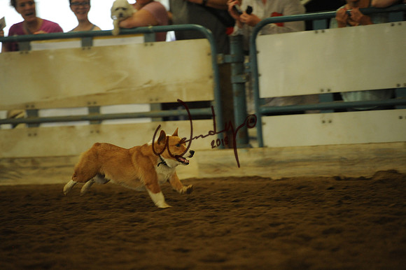 DOG_7977