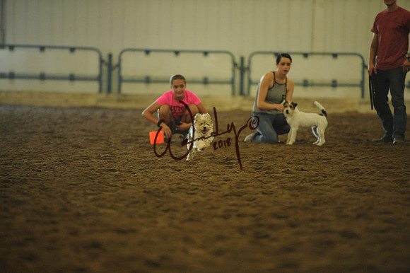 DOG_7978