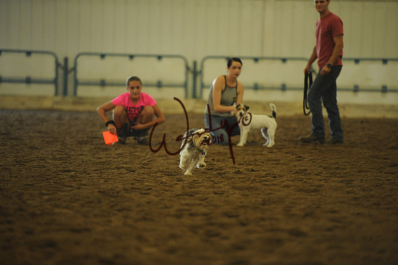 DOG_7979