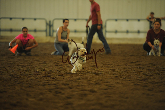 DOG_7980