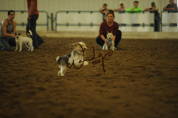DOG_7981