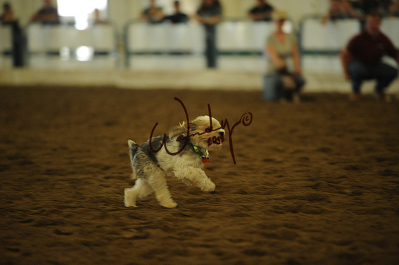 DOG_7982