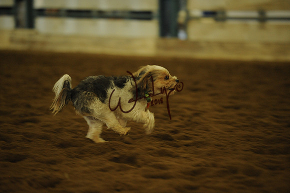 DOG_7983