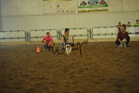 DOG_7985