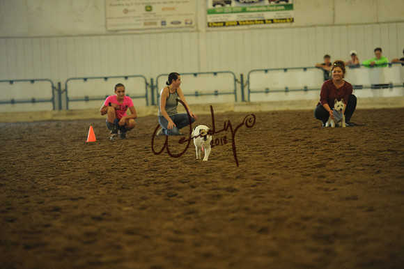 DOG_7987