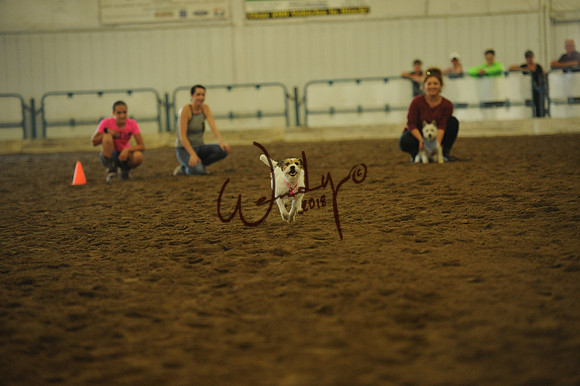 DOG_7988
