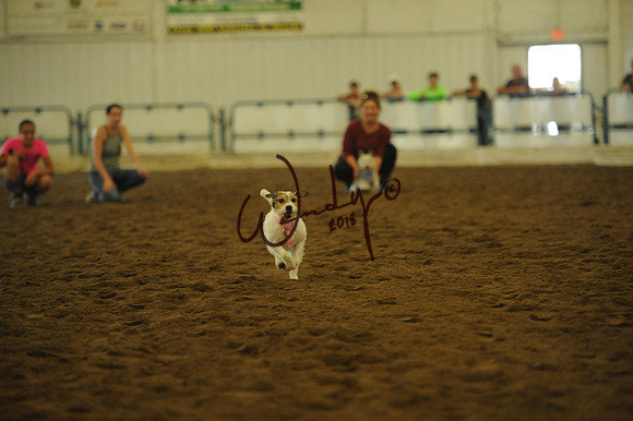 DOG_7989