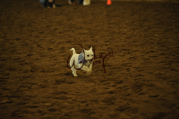 DOG_7995