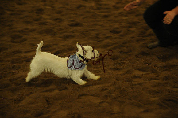 DOG_7996