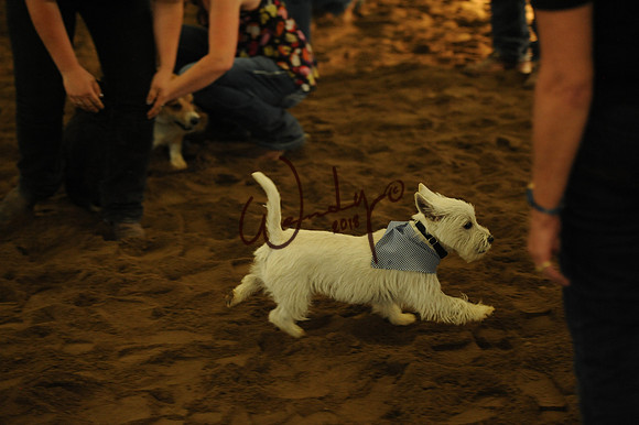 DOG_7997