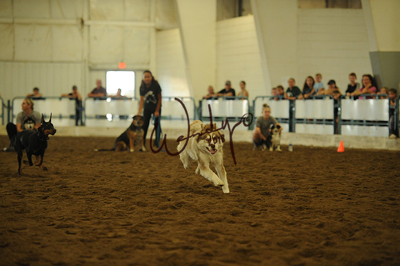 DOG_8011