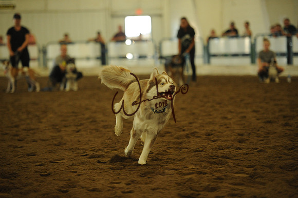 DOG_8014