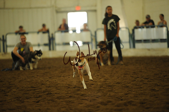 DOG_8016