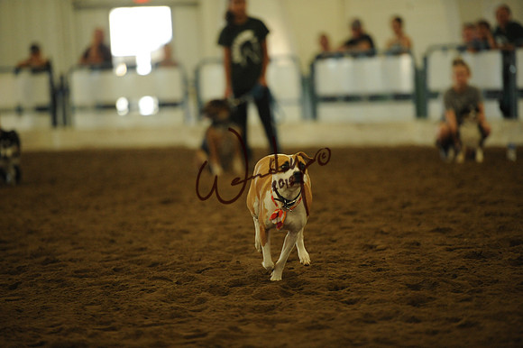 DOG_8017
