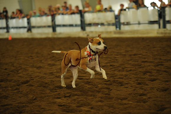DOG_8018