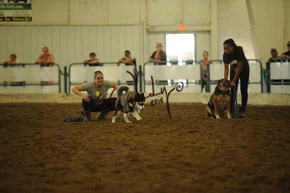 DOG_8019