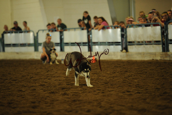 DOG_8021