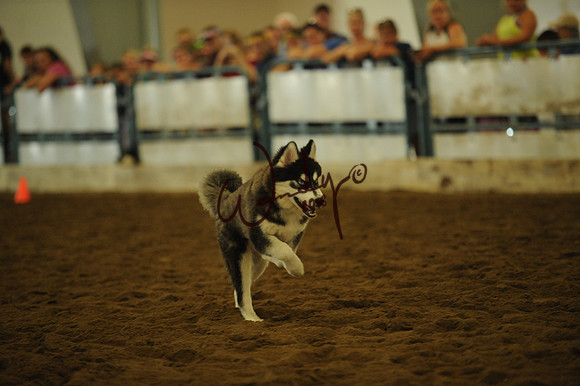 DOG_8022