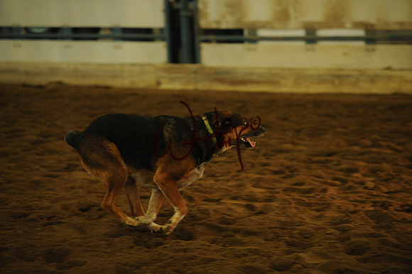 DOG_8023