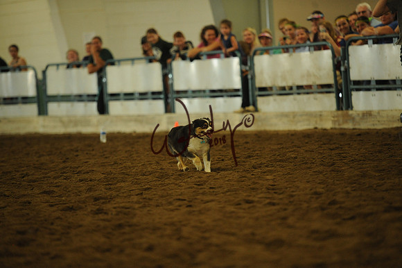 DOG_8026