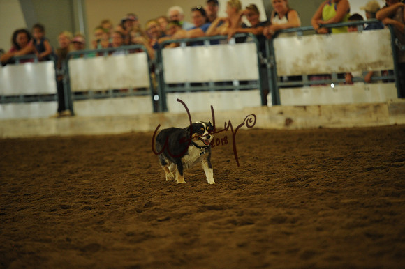 DOG_8027