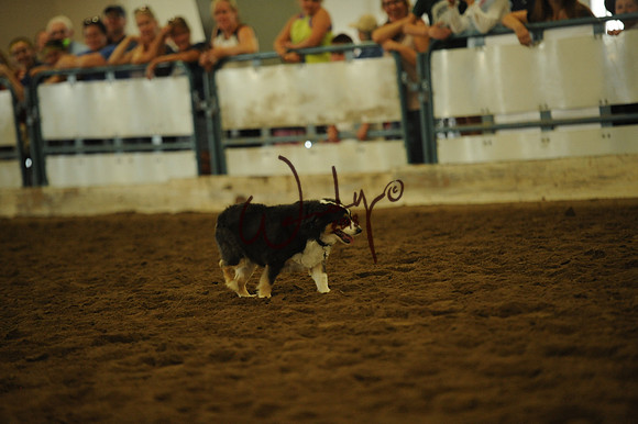 DOG_8028