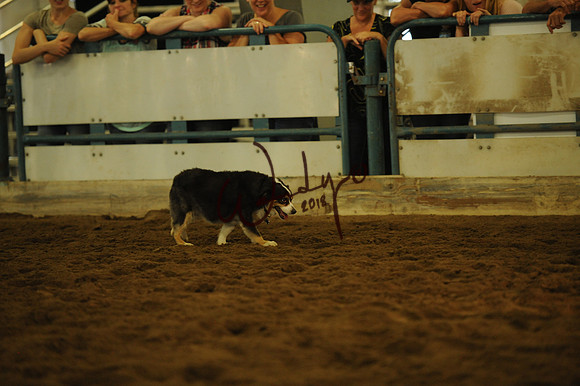 DOG_8030
