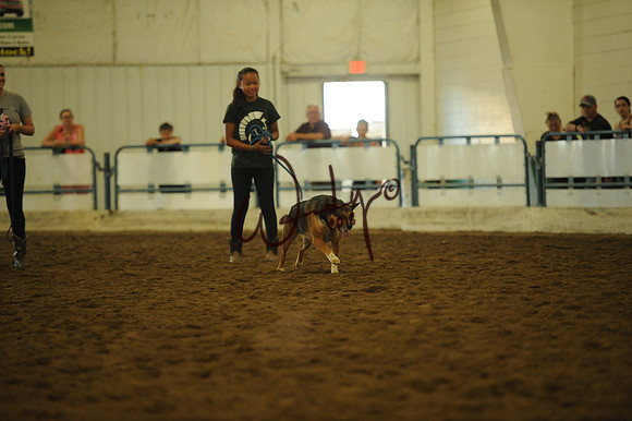 DOG_8031