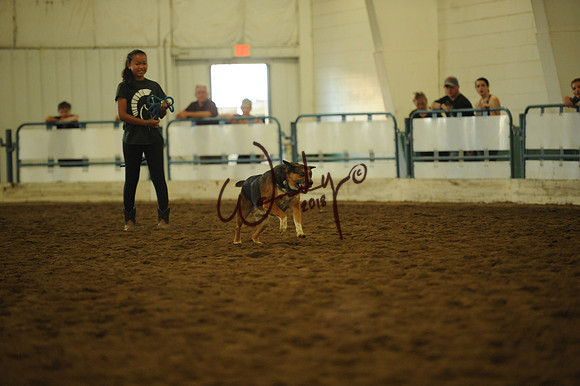 DOG_8032