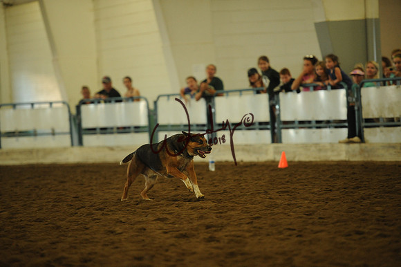 DOG_8033